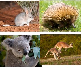 Thiên nhiên Châu Đại Dương