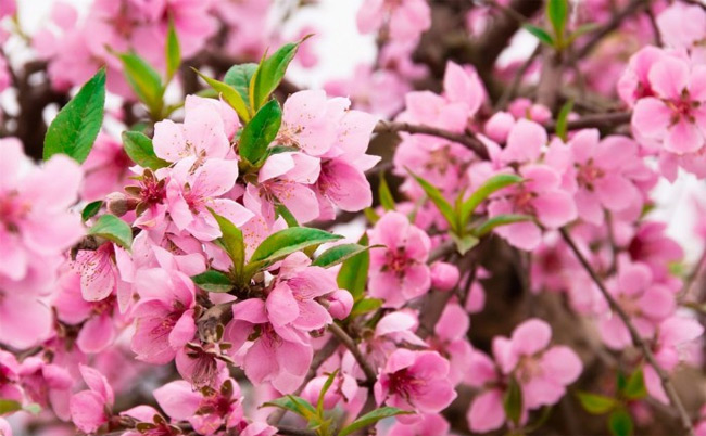 Tả cây hoa đào lớp 4