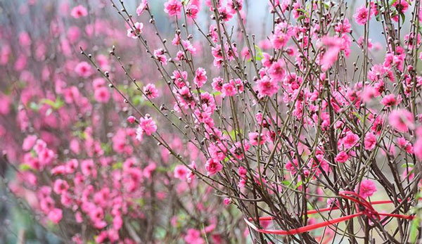 Tả cây hoa đào ngày Tết lớp 6