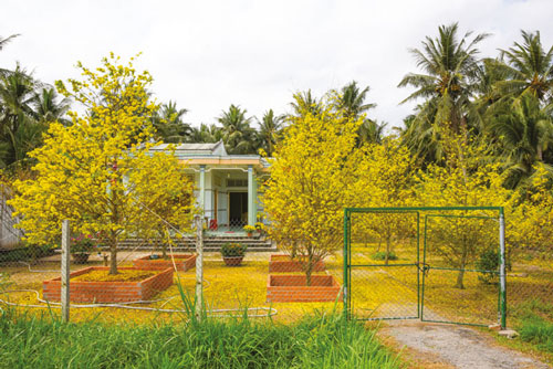 Tả cây hoa mai ngày Tết lớp 6