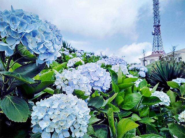 Tên các loài hoa bằng Tiếng Anh