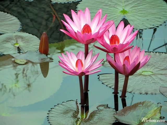 Tên các loài hoa bằng Tiếng Anh