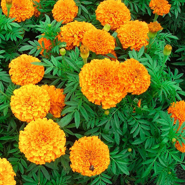 Tên các loài hoa bằng Tiếng Anh