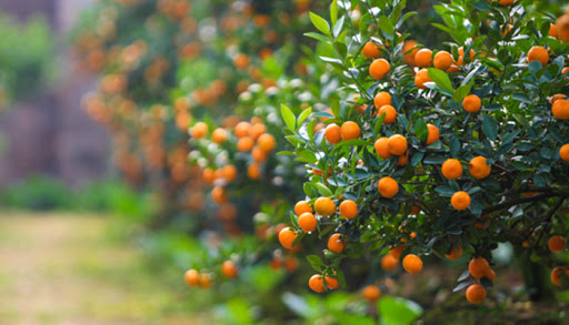 Tên các loài hoa bằng Tiếng Anh