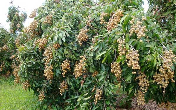 Dàn ý tả cây ăn quả lớp 4