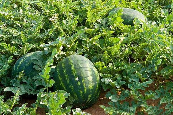 Dàn ý tả cây ăn quả lớp 4