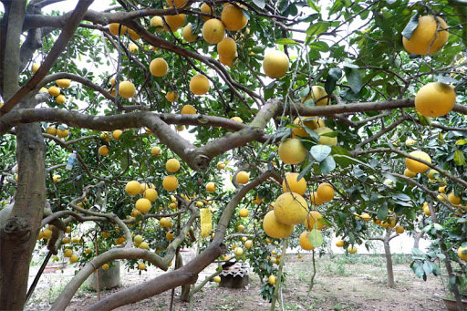 Tả cây bưởi trong vườn nhà em