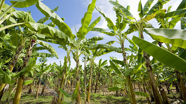 Tả cây chuối lớp 4