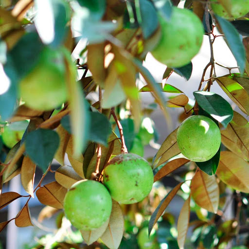 Tả cây vú sữa lớp 4