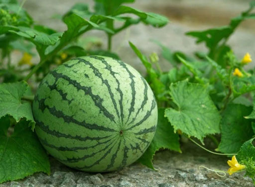 Tả quả dưa hấu lớp 5