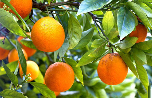 Tả cây cam mà em yêu thích