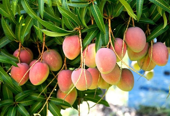 Tả cây xoài lớp 4