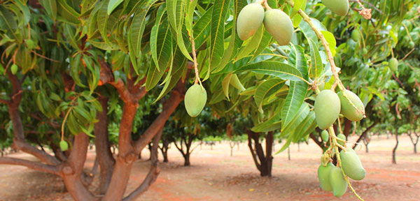 Tả cây xoài trong vườn lớp 4