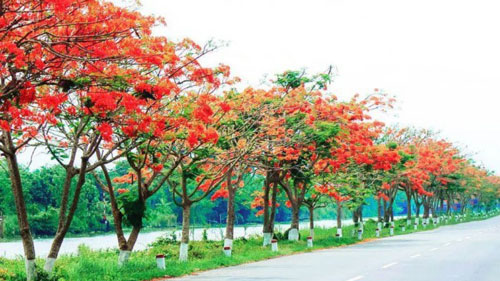 Tả cây phượng lớp 2, 3