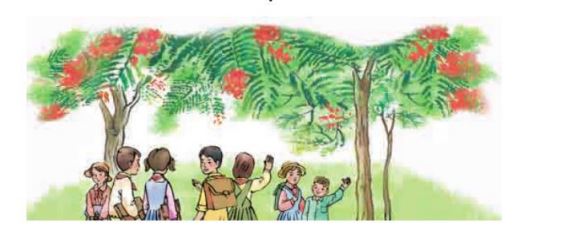 Hoa học trò lớp 4