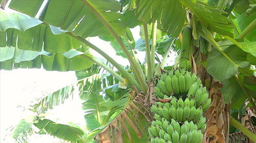 Tả thân cây chuối