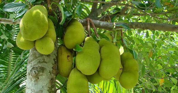 Tả cây ăn quả lớp 4 ngắn gọn