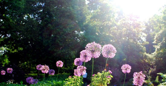 Tả một khu vườn vào buổi sáng đẹp trời