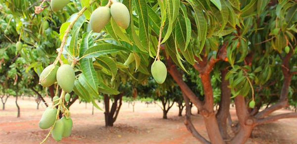 Dàn ý tả cây xoài lớp 4