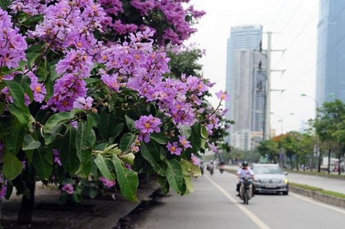 Tả cây bằng lăng