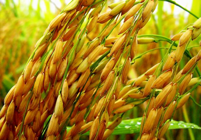 Câu chuyện về hai hạt lúa