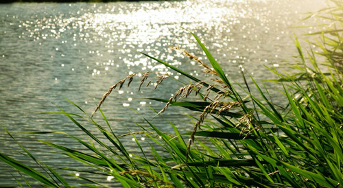 Tả dòng sông quê em lớp 5