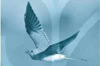 Giải VBT Tiếng Việt 1 trang 44, 45 Bài 1: Loài chim của biển cả