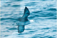 Giải VBT Tiếng Việt 1 trang 44, 45 Bài 1: Loài chim của biển cả