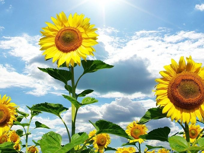 Tả cây hoa hướng dương