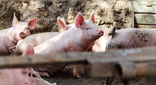 Tả con vật nuôi trong nhà lớp 2