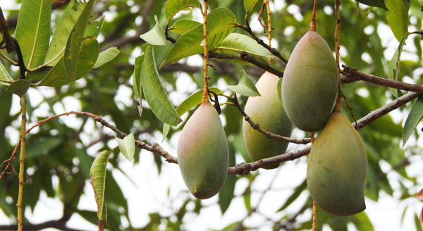 Tả cây xoài lớp 2