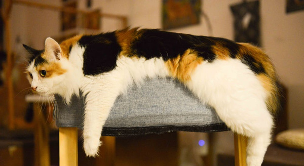 Lập dàn ý Tả con mèo lớp 4, 5