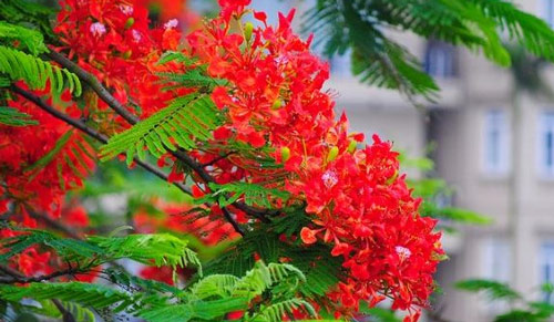 Tả cây phượng, hoa phượng lớp 3