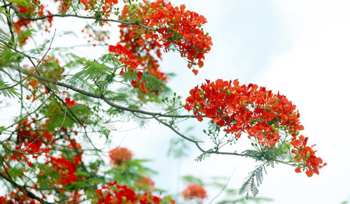 Tả cây phượng, hoa phượng lớp 3