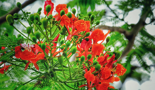 Tả cây phượng, hoa phượng lớp 3