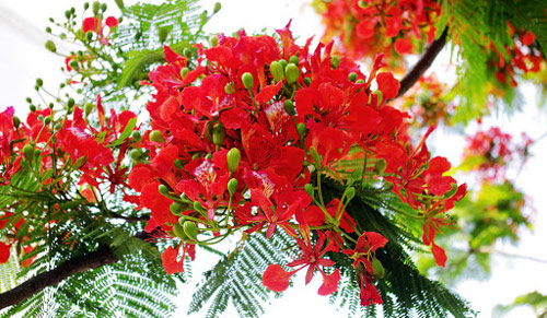 Tả cây phượng, hoa phượng lớp 3