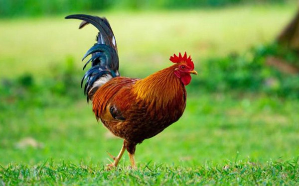 Tả con gà trống lớp 4