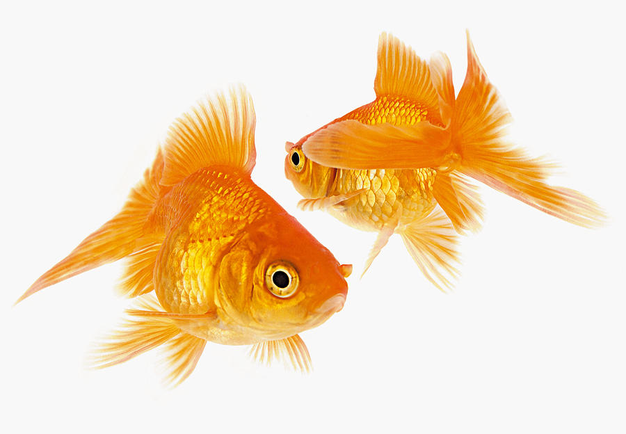 Phiếu bài tập cuối tuần Tiếng Anh lớp 3 nâng cao - Tuần 28