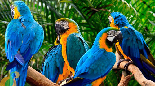 Lập dàn ý cho bài văn miêu tả con vật lớp 4, 5