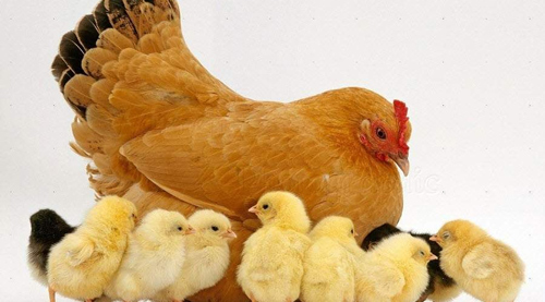 Lập dàn ý cho bài văn miêu tả con vật lớp 4, 5