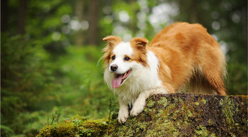 Lập dàn ý Tả con chó lớp 4, 5