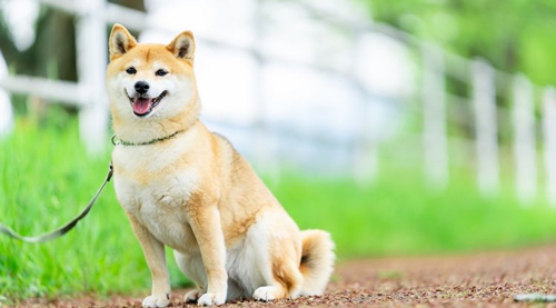 Tả con vật nuôi trong nhà lớp 4