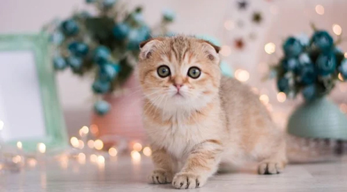 Tả con vật nuôi trong nhà lớp 4