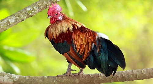 Tả con vật nuôi trong nhà lớp 4