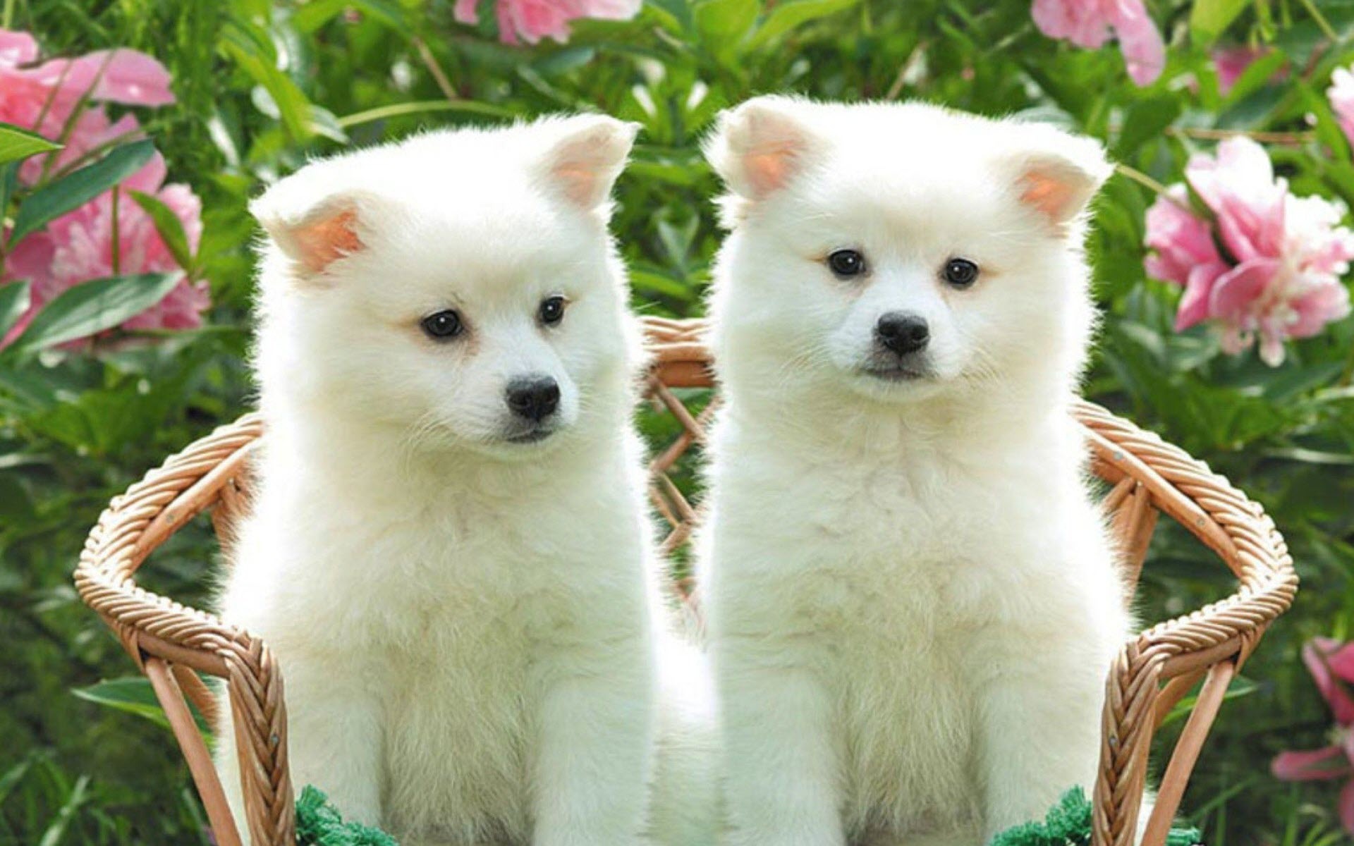 hinh anh chu cho dep 2*269561