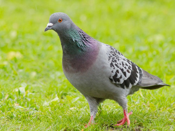 Tả hình dáng hoạt động của con vật