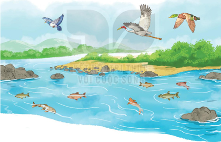 Giải bài tập Tiếng Việt 1 trang 104, 105, 106, 107 Bài 1: Loài chim của biển cả