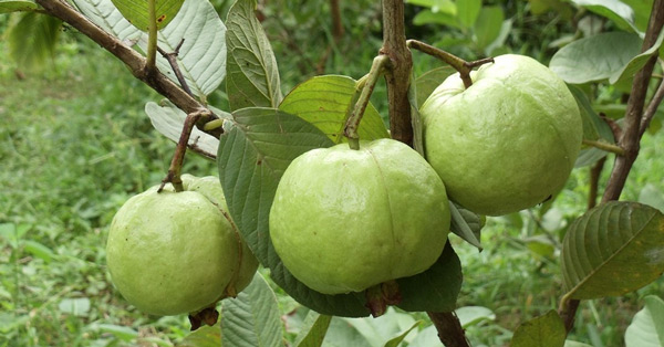 Tả cây ổi lớp 2