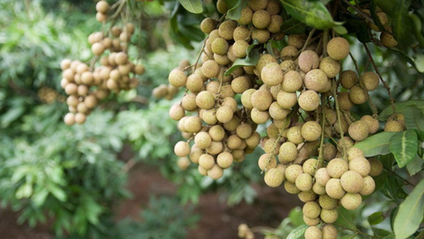 Tả cây nhãn lớp 2