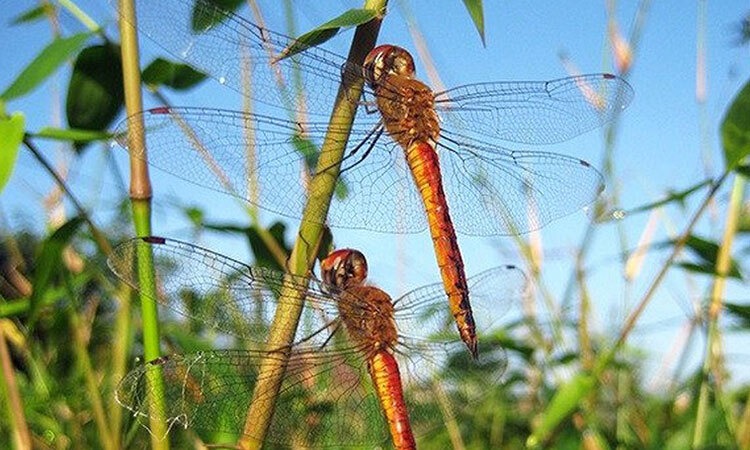 Tả con chuồn chuồn
